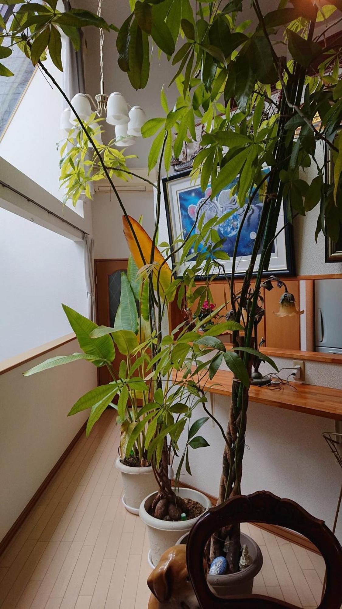 Casa de hóspedes Setagaya-ku - House - Vacation 17812 Tóquio